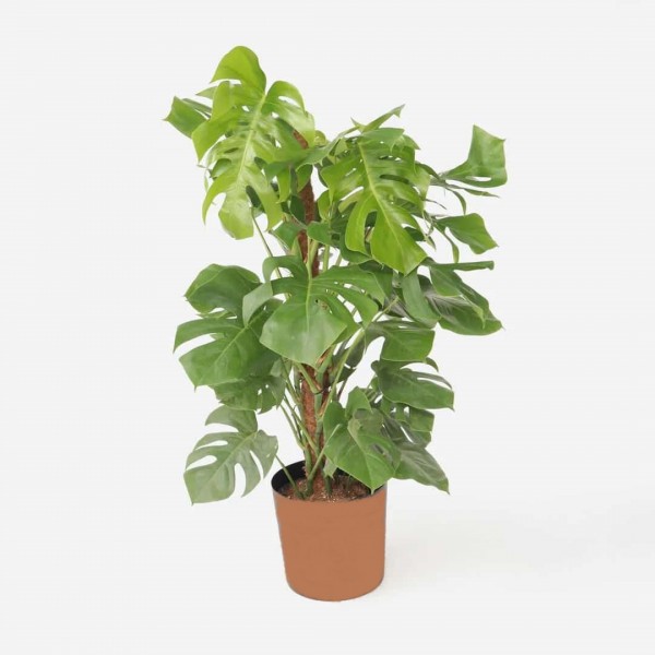 Monstera  (Deve tabanı bitkisi) Büyük Boy